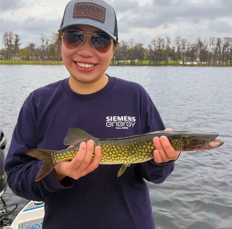 Chain Pickerel caught on the winter park chain of lakes